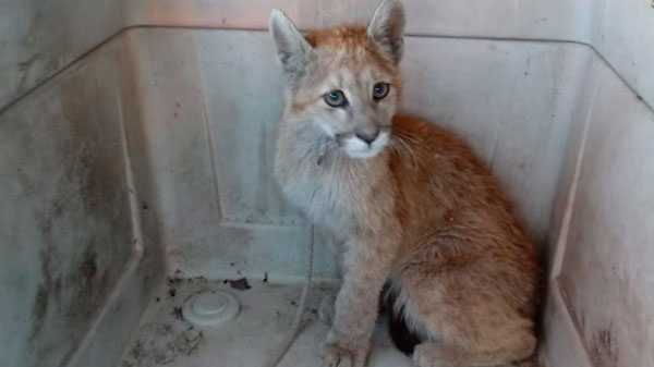 Un vecino rescató a un Puma en Las Paredes