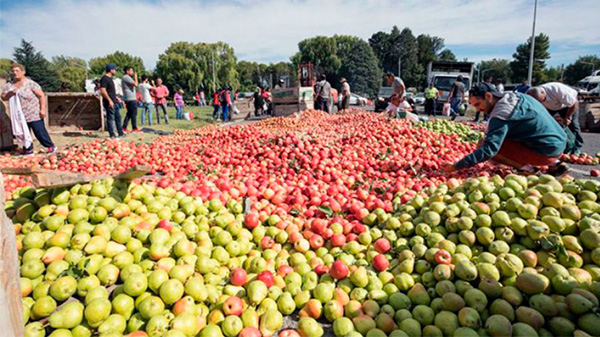 La AFIP determinó beneficios impositivos para productores de peras y manzanas