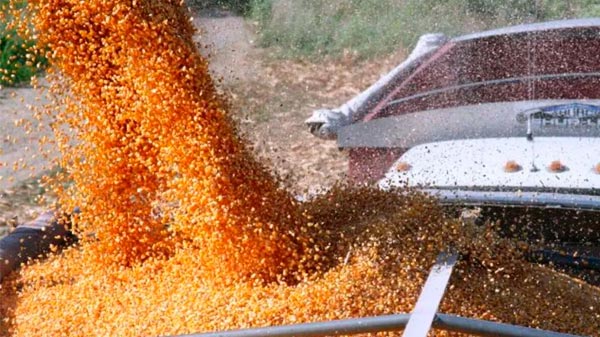 El Gobierno quedó más cerca de reabrir las exportaciones de maíz