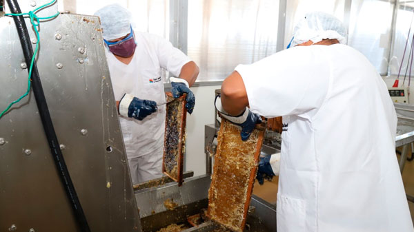 La sala de extracción comunitaria ya extrajo más de 45 mil kilos de miel 
