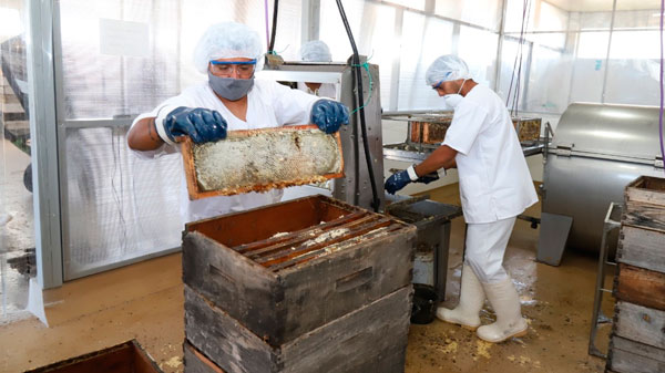 La sala de extracción municipal para los apícolas ha extraído 50 mil kilos de miel
