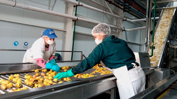 Se superó los 2 millones de kilos de duraznos procesados y se inicia el trabajo con peras