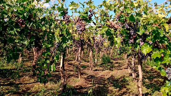 Extienden plazo para que los productores declaren su CBU y reciban el pago por Seguro Agrícola