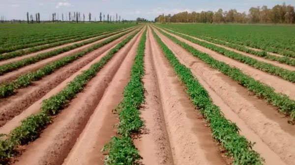 Mendoza Activa Agro: con 381 proyectos, el sector genera inversiones por más de $2.400 millones