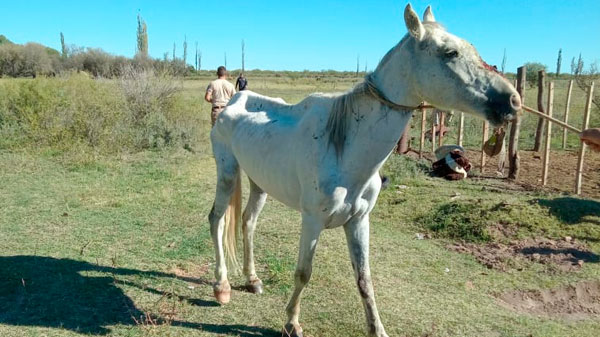 Faenamiento de equinos: se llevó a cabo un allanamiento y se secuestraron varios elementos