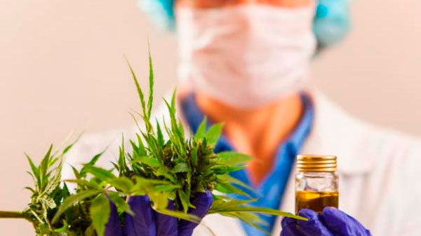 Se convirtió en ley el desarrollo del cannabis medicinal