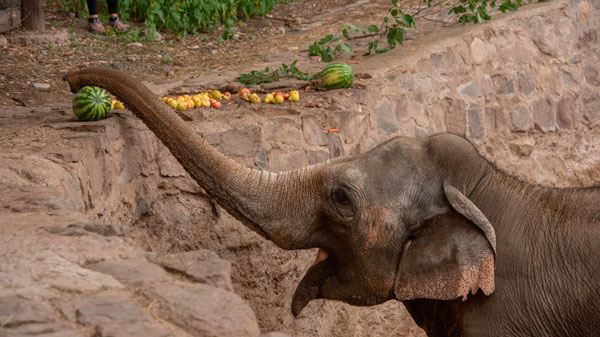 Pocha y Guillermina, las elefantas comenzaron el entrenamiento para ser trasladadas al Santuario de Brasil