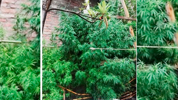Se secuestraron plantas de marihuana de 3 metros de altura en calle 3 de Febrero