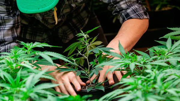¿Cómo se controlará la producción de cannabis en Mendoza?