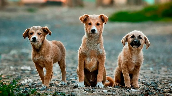 La Municipalidad de San Rafael construirá una guardería canina en El Cerrito