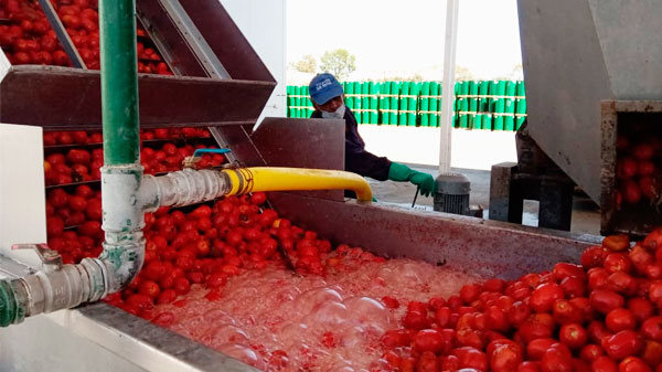 Récord de producción de la Pulpera: ahora es el turno del tomate