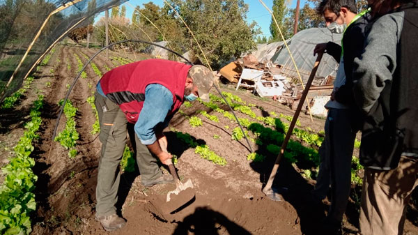 Micro túnele en fincas: la modalidad que garantiza extender el ciclo productivo en épocas de mucho frío