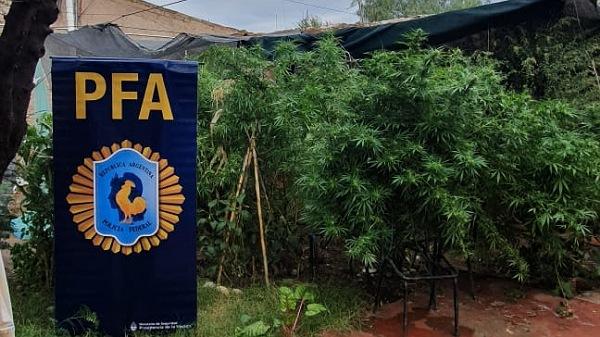 La Federal secuestró plantas de marihuana de importante tamaño en una casa de calle Pellegrini