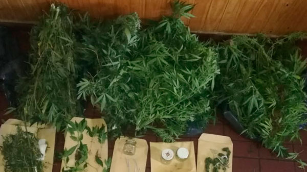 Malargüe: secuestraron 9 plantas de marihuana en un domicilio de calle Rufino Ortega