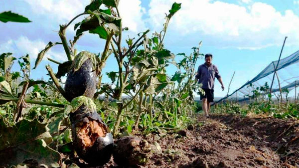 Seguro Agrícola: piden a beneficiarios que completen los datos online para recibir las compensaciones