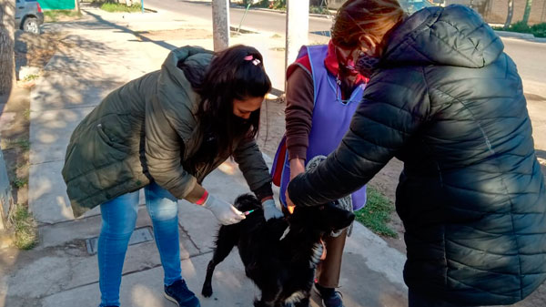 Vacuna Antirrábica, ya son más de 100 los animales vacunados