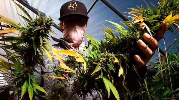 Avanza la producción de cannabis medicinal en Santa Rosa
