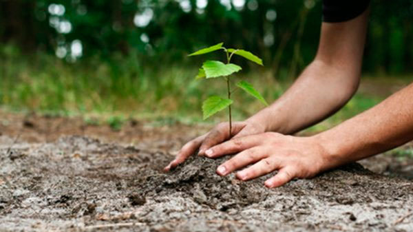 En los barrios nuevos plantarán árboles que no necesitan gran consumo de agua