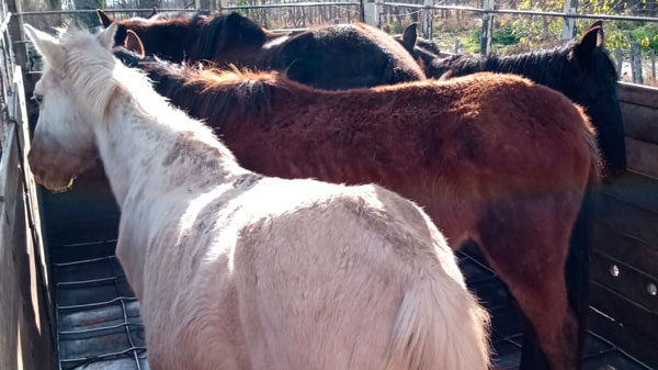 Robo, matanza y venta de carne de caballo: habrá una importante reunión