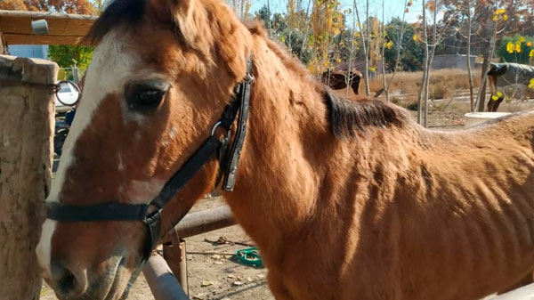 PEMPA San Rafael pide colaboración para el traslado de equinos
