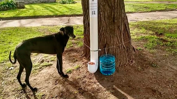 Un sanrafaelino busca instalar 10 comederos para perros que viven en la calle 