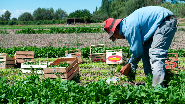 Promueven promoción productiva de Cinturones Verdes en Mendoza