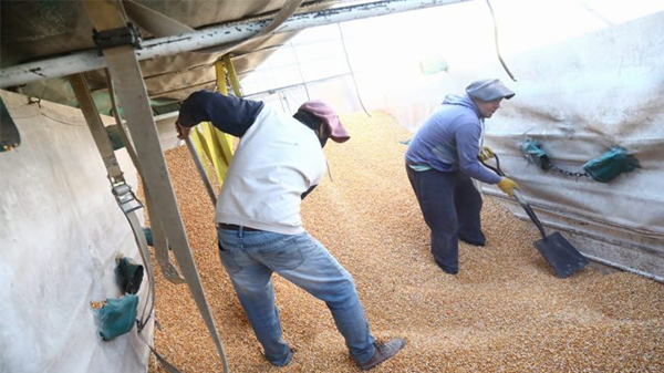 Brindan asistencia a productores de cerdos de Colonia Española