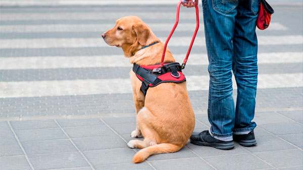 Mendoza adhirió a la ley nacional de perros guía