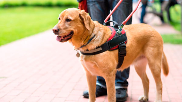 Media sanción a la ley de perros guía