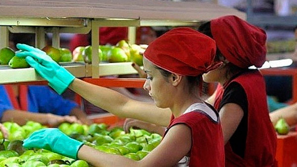 El Iscamen inscribe a productores para exportar frutas de pepita a Brasil