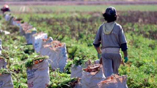Analizan protocolo para prevenir el trabajo infantil