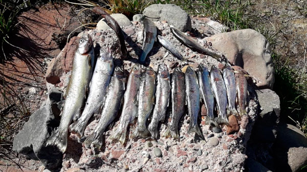 Piden informe en la Legislatura por los peces muertos en el río Diamante