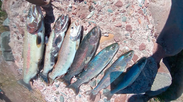 Preocupación por la muerte de peces en inmediaciones de la presa El Tigre