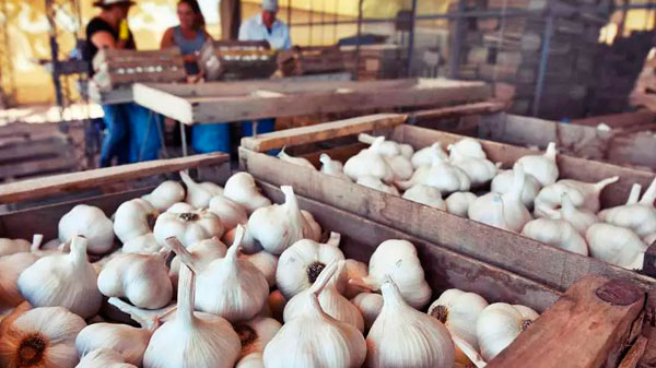 Trabajan para potenciar la producción de ajo en Mendoza