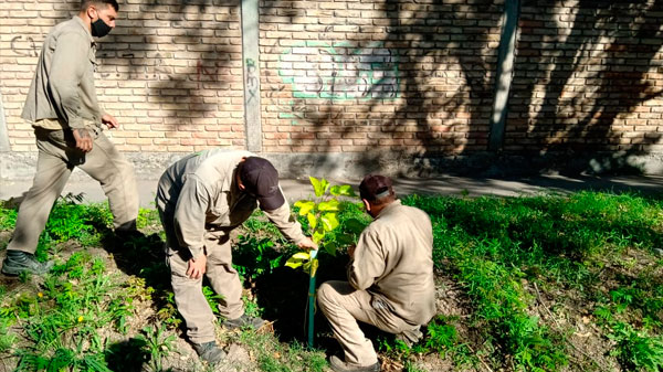 A fin de año serán 8 mil los nuevos árboles plantados en San Rafael