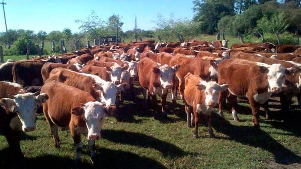 Mendoza cuenta con más de 1.400.000 cabezas de ganado distribuidas en 6.532 establecimientos productivos