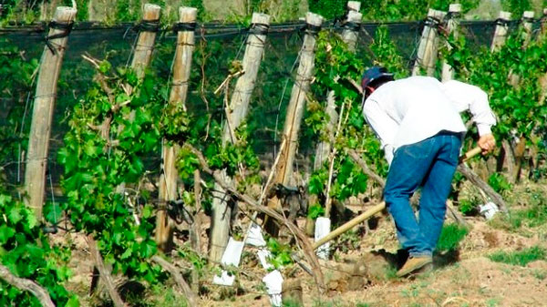 Seguro contra heladas y granizo: contratistas de viñas y frutales podrán inscribirse hasta el 6 de octubre
