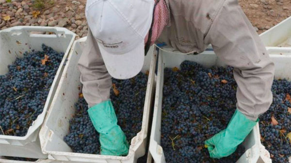 El oficialismo insistirá la semana que viene con la ley para los trabajadores vitivinícolas