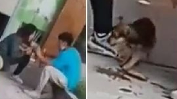 Continúa la indignación en Maipú luego de que le dieran de beber cerveza a un perro