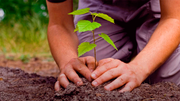 Una empresa local entrega árboles en el marco del proyecto “Reforestación Argentina”