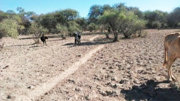 Por la sequía, la Nación declaró la emergencia para Mendoza