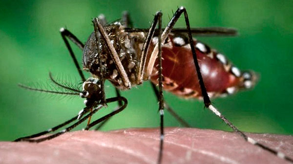 Se confirmó en Mendoza un caso de dengue sin antecedentes de viaje