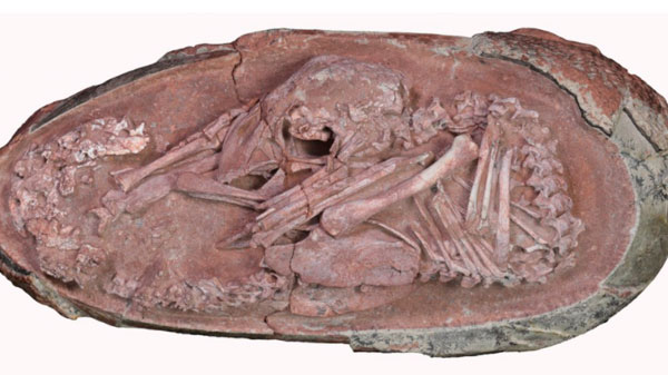 Hallan uno de los fósiles más impresionantes: un embrión de dinosaurio perfectamente preservado