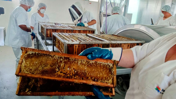 La producción de miel va a registrar uno de los valores más bajos de los últimos tiempos