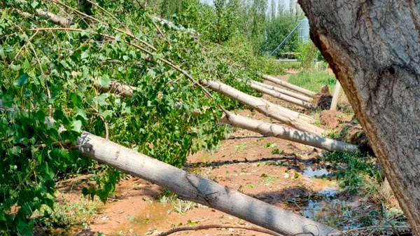 Decretaron la emergencia en zonas afectadas por granizo