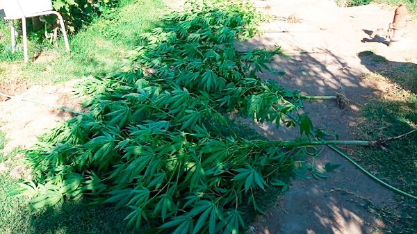Secuestraron más de 40 plantas de Marihuana en diversos allanamientos en el Sur