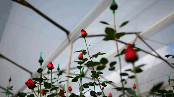 Rosas extraterrestres: así lucen las flores cultivadas en la Estación Espacial