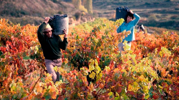 Mendoza será sede de la Asamblea de la Red Mundial de Capitales del Vino