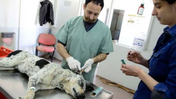 En 2022 se esterilizaron más de 3400 animales en San Rafael