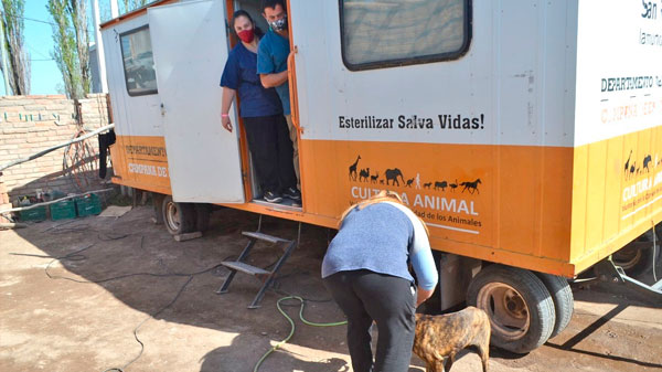Más de 16 mil esterilizaciones se han realizado en los operativos del quirófano móvil veterinario